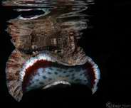 Photo: A. Stern;See A larger picture